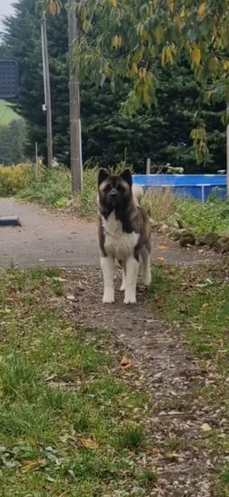 Rampage Spirit Ursa minor