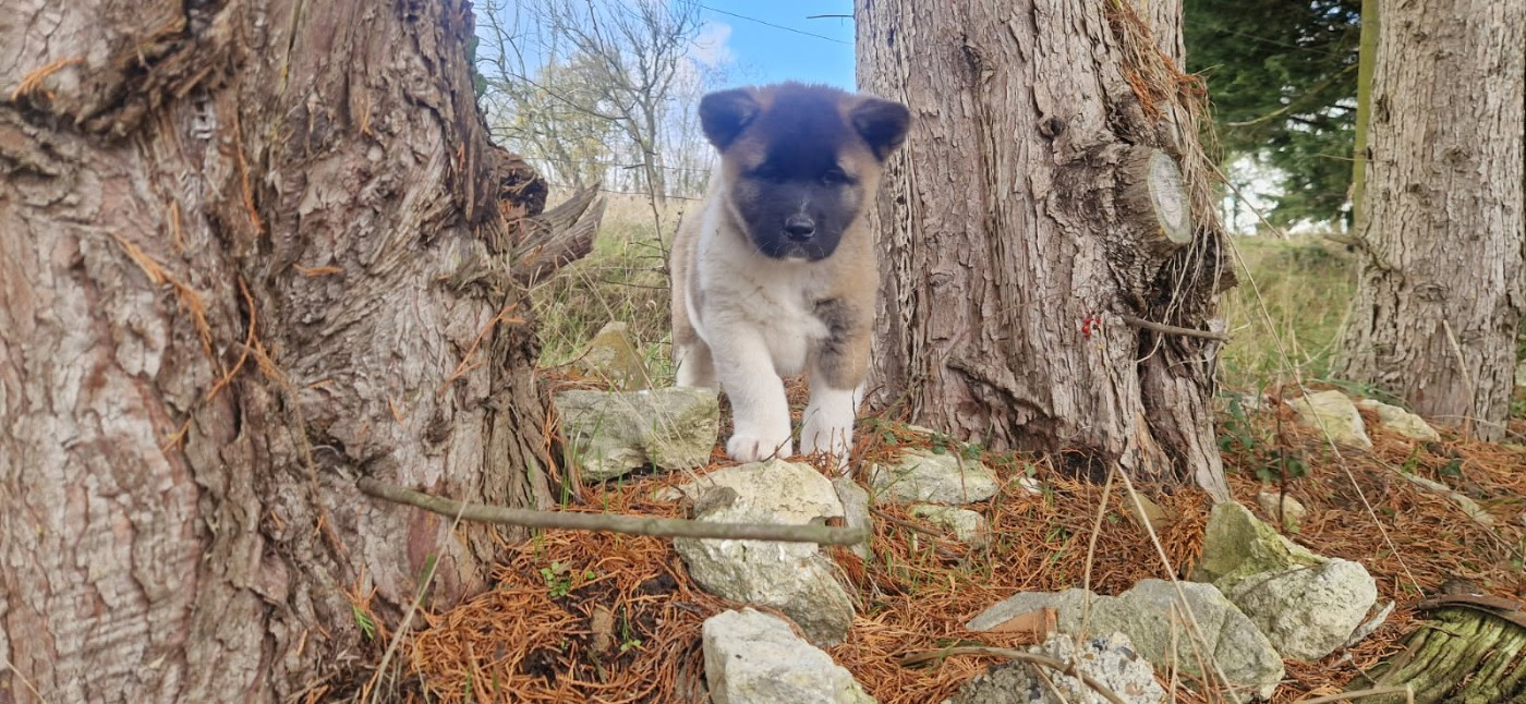 Of Majestic Japanese - Chiots disponibles - Akita americain