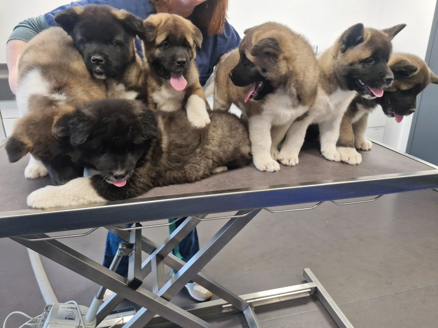 Chiot Akita americain Of Majestic Japanese