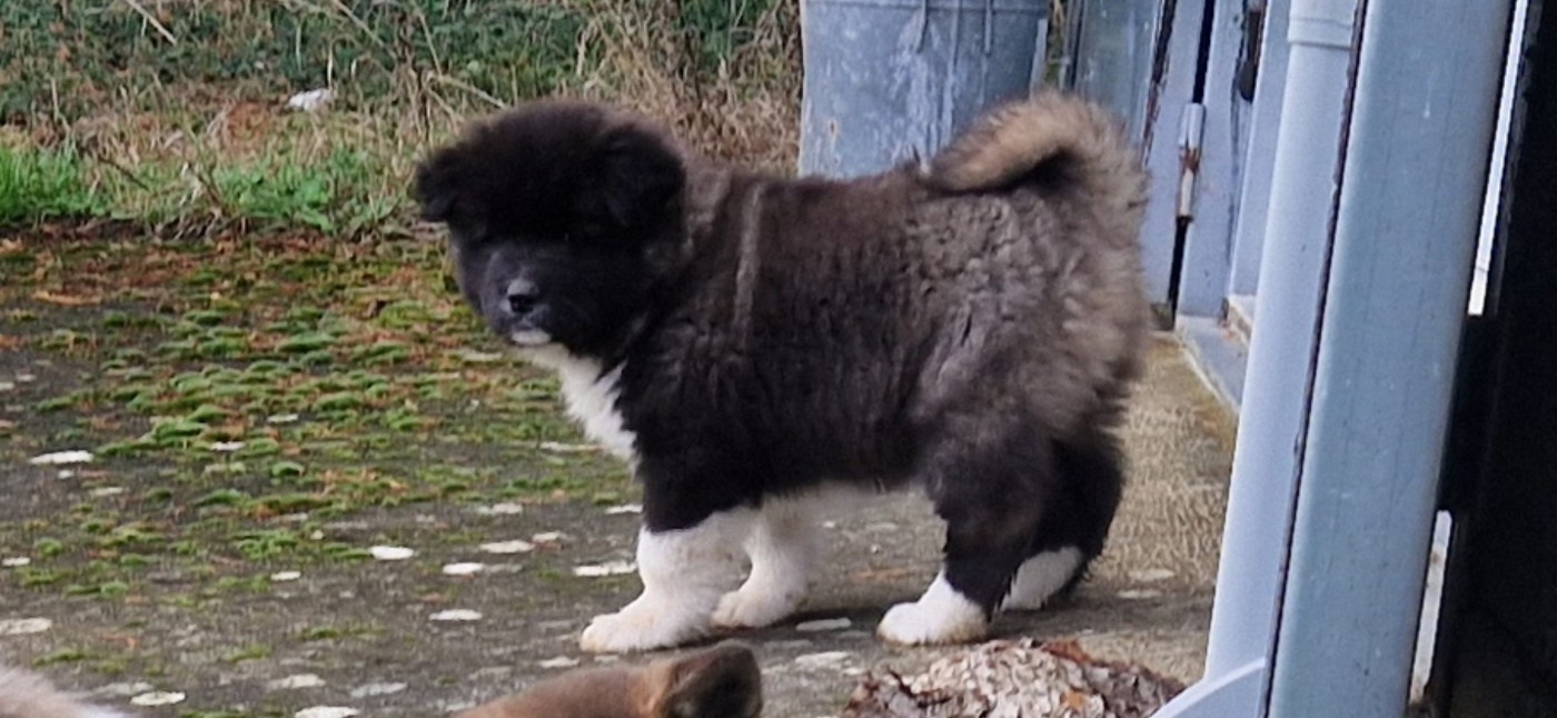 Of Majestic Japanese - Chiots disponibles - Akita americain