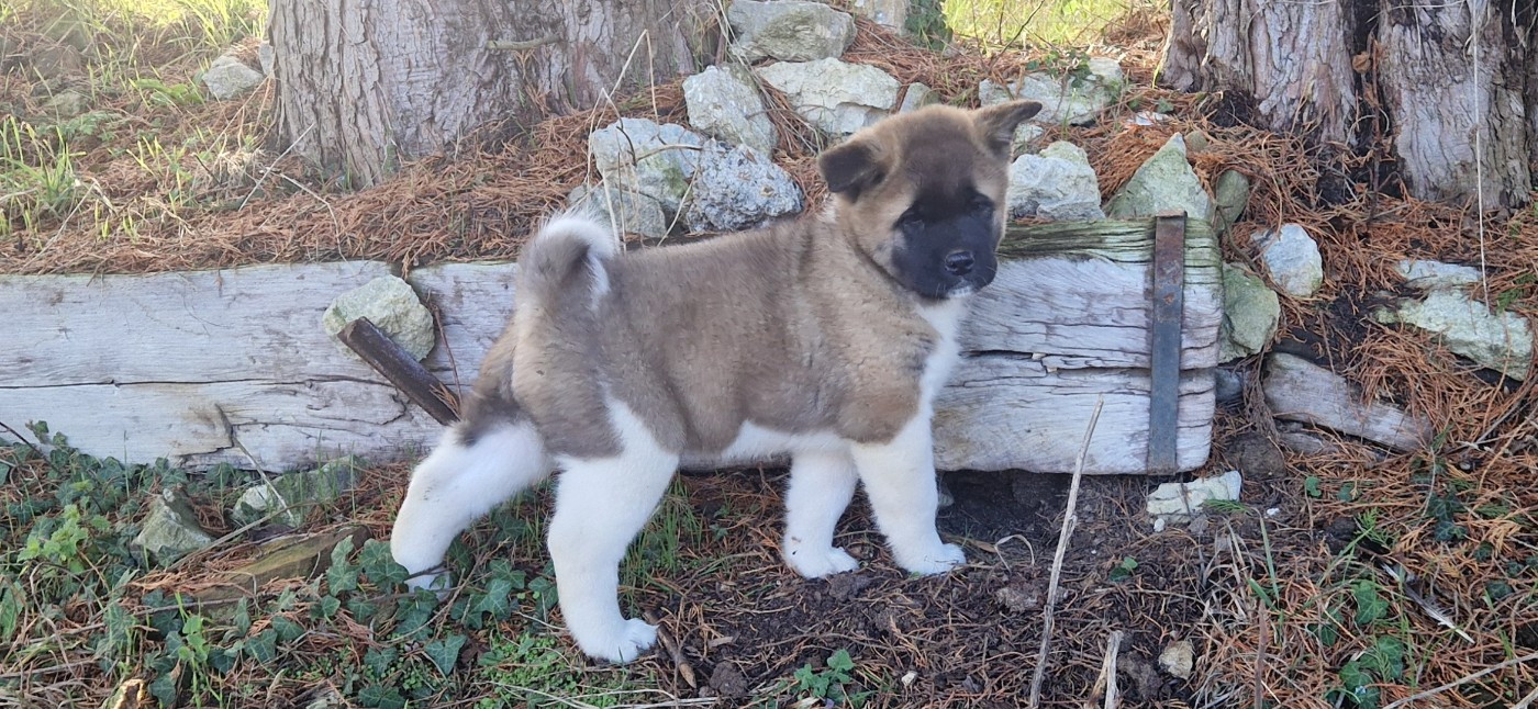 Of Majestic Japanese - Chiots disponibles - Akita americain